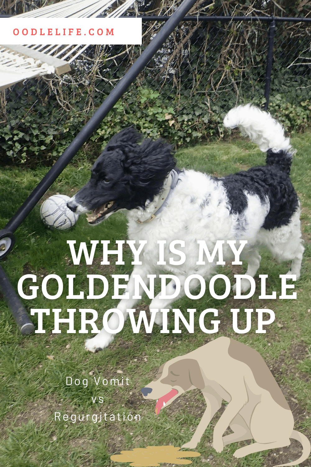 Why Is My Goldendoodle Throwing Up Oodle Life