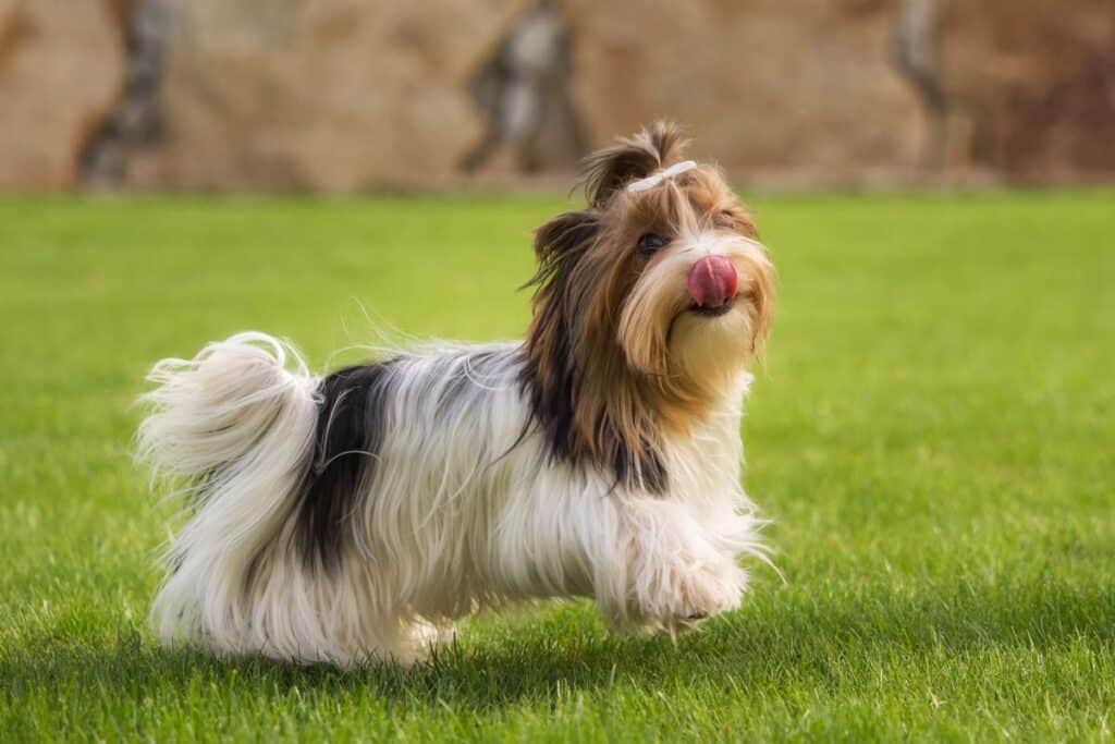 Yorkie playing outside