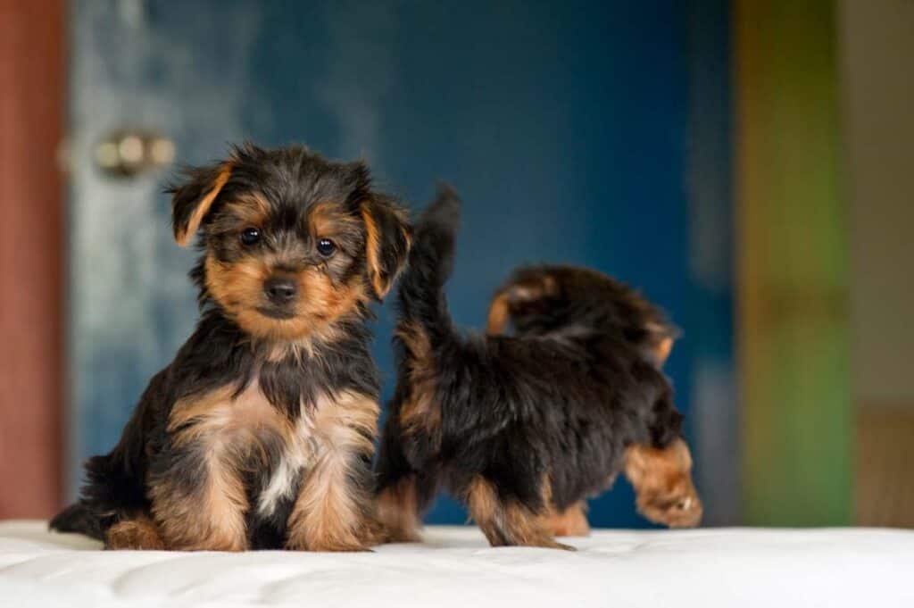 a yorkie puppy