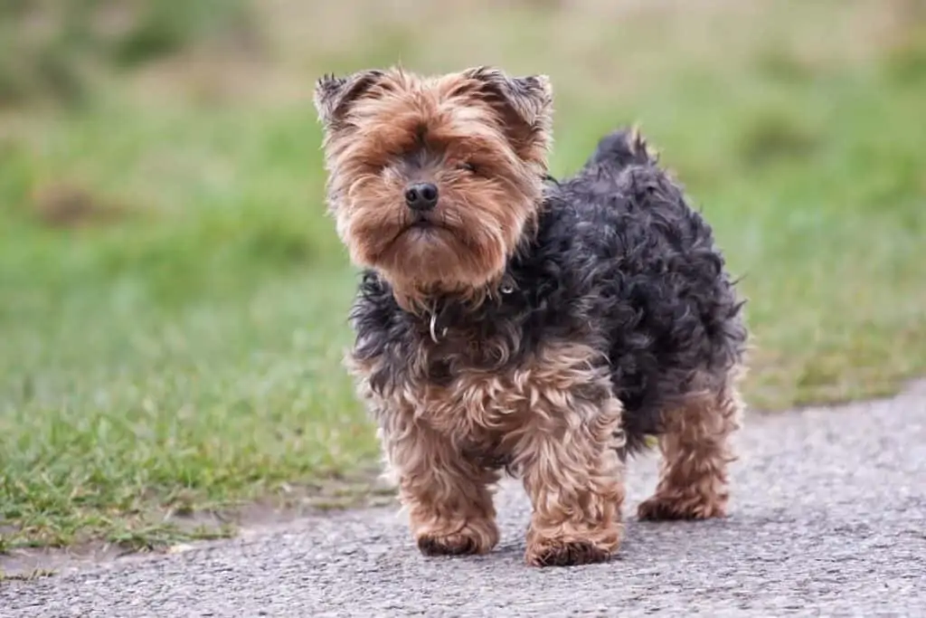 a Yorkie dog outside