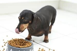 Best Dog Food For Dachshunds