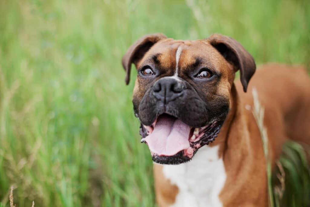 boxer dog looking at food