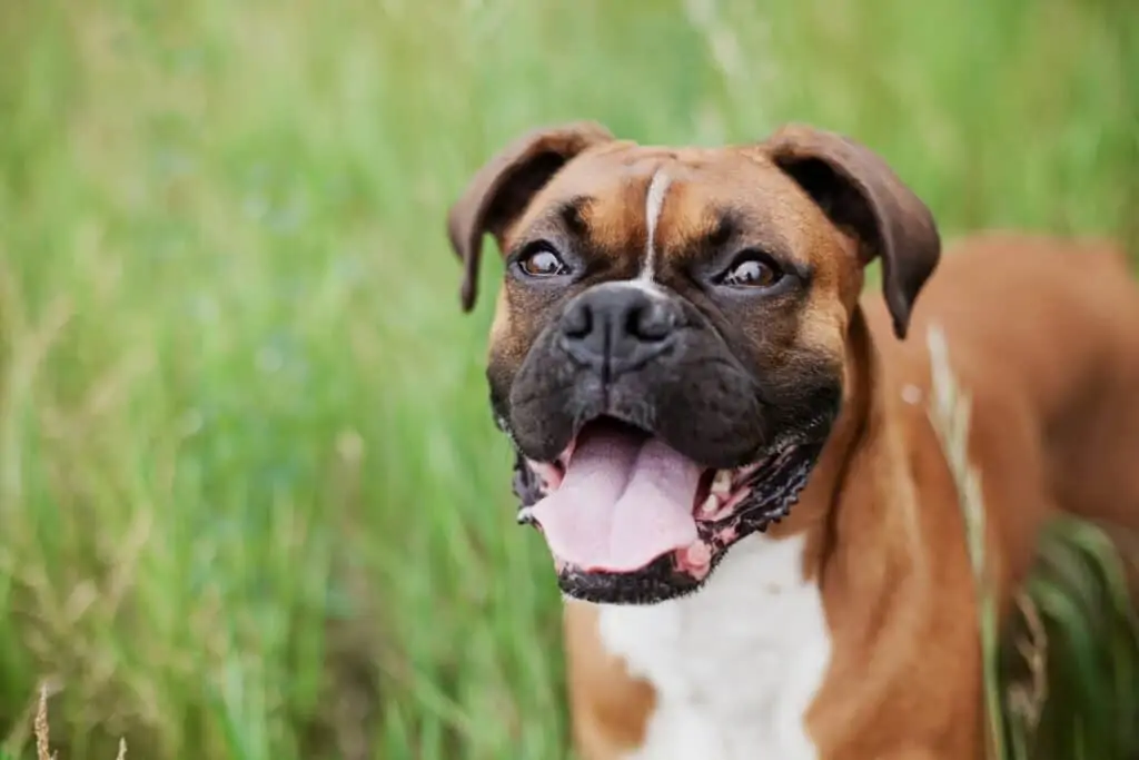 a boxer dog smiling with grass in the background