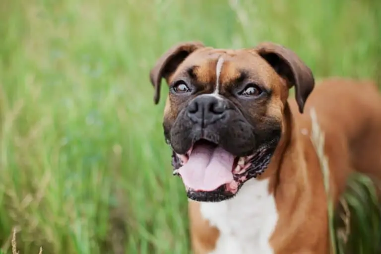 Best Dog Food for Boxers [5 Best on Market]