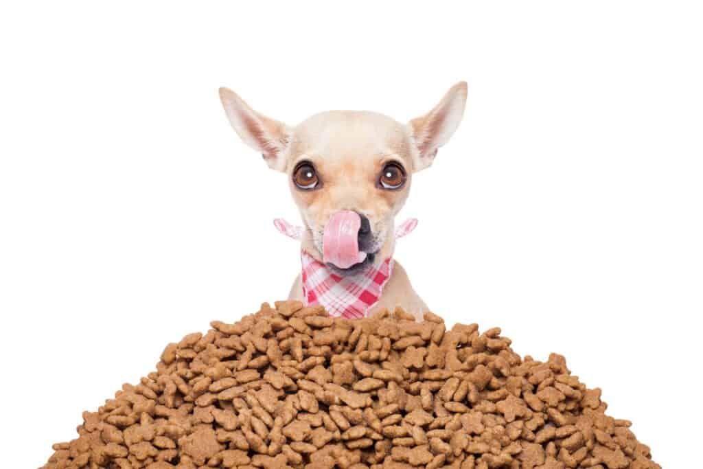 Best Dog Food for Chihuahua