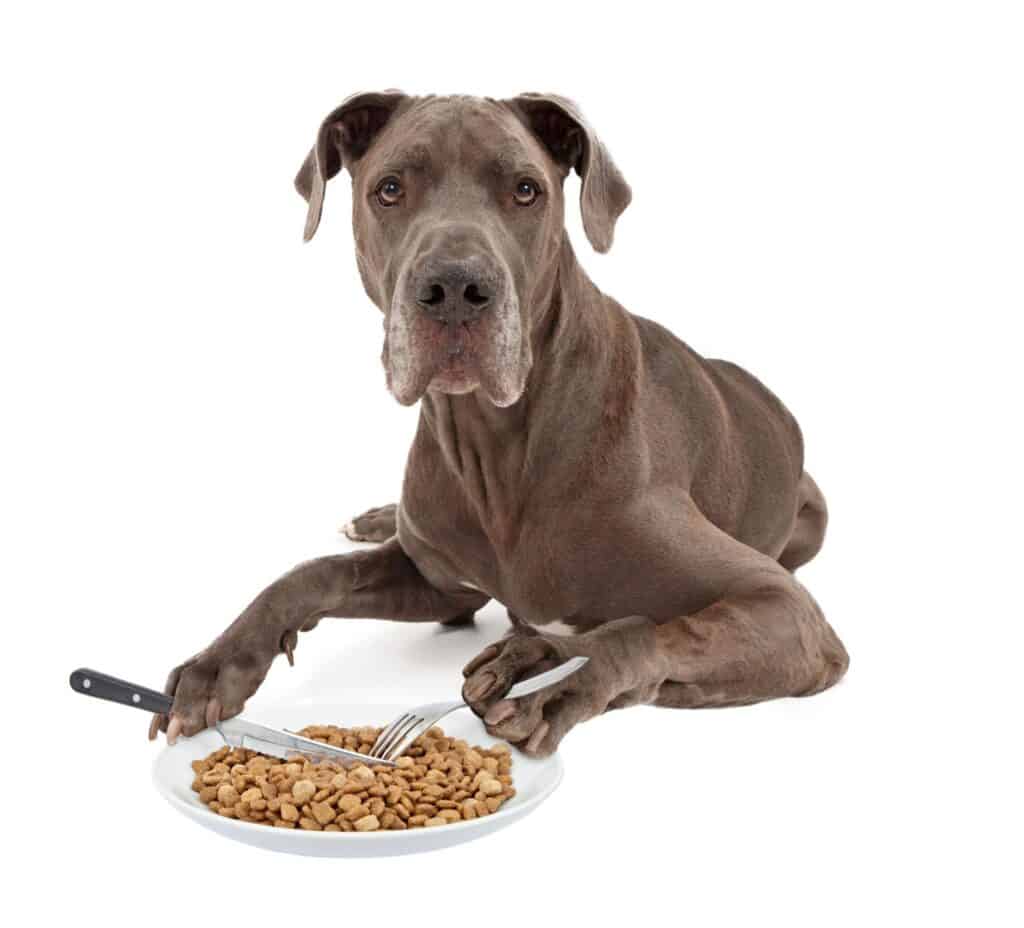 Why do dogs eat lying down?