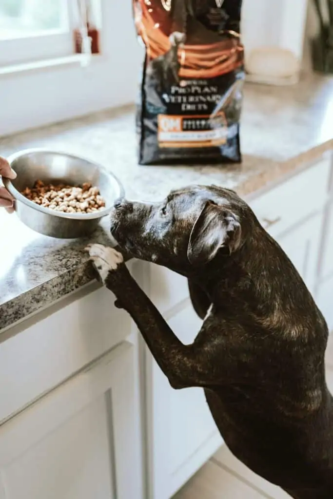 Best Dog Food to Prevent Gas