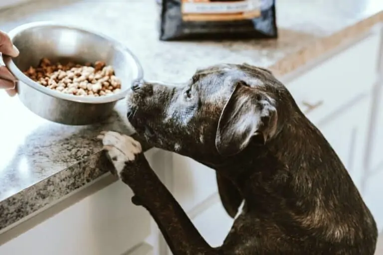 Best Dog Food to Prevent Gas [5 Options]