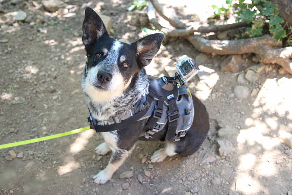 how tight should a dog harness fit