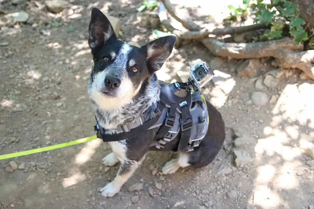 Best Dog Harness For Hiking