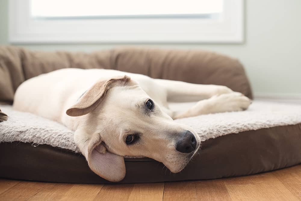 Best dog beds for labs