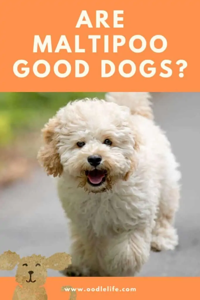 infographic for are maltipoo good dogs