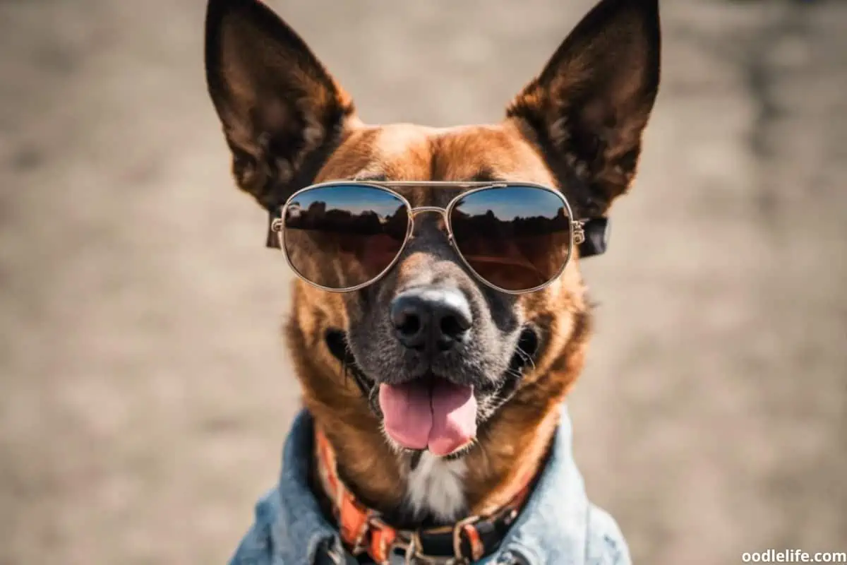 A badass dog deserves a badass dog name