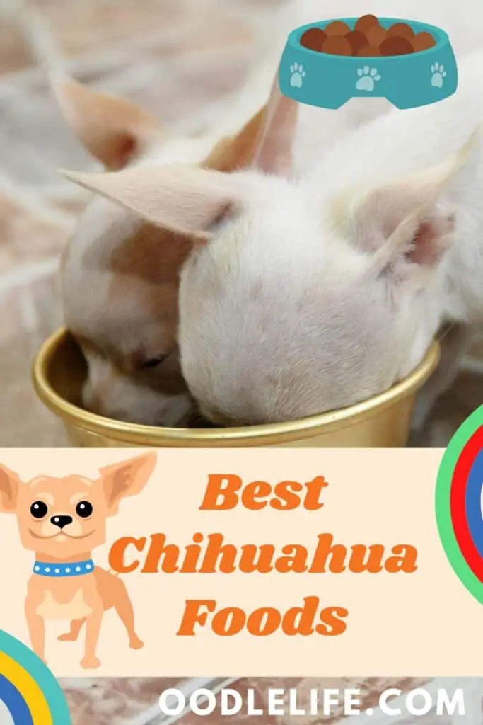 two chihuahua eatings the best chihuahua foods