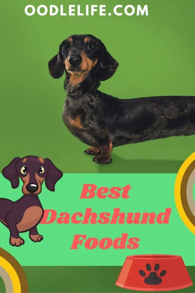 best dachshund food poster with a cartoon and actual dog