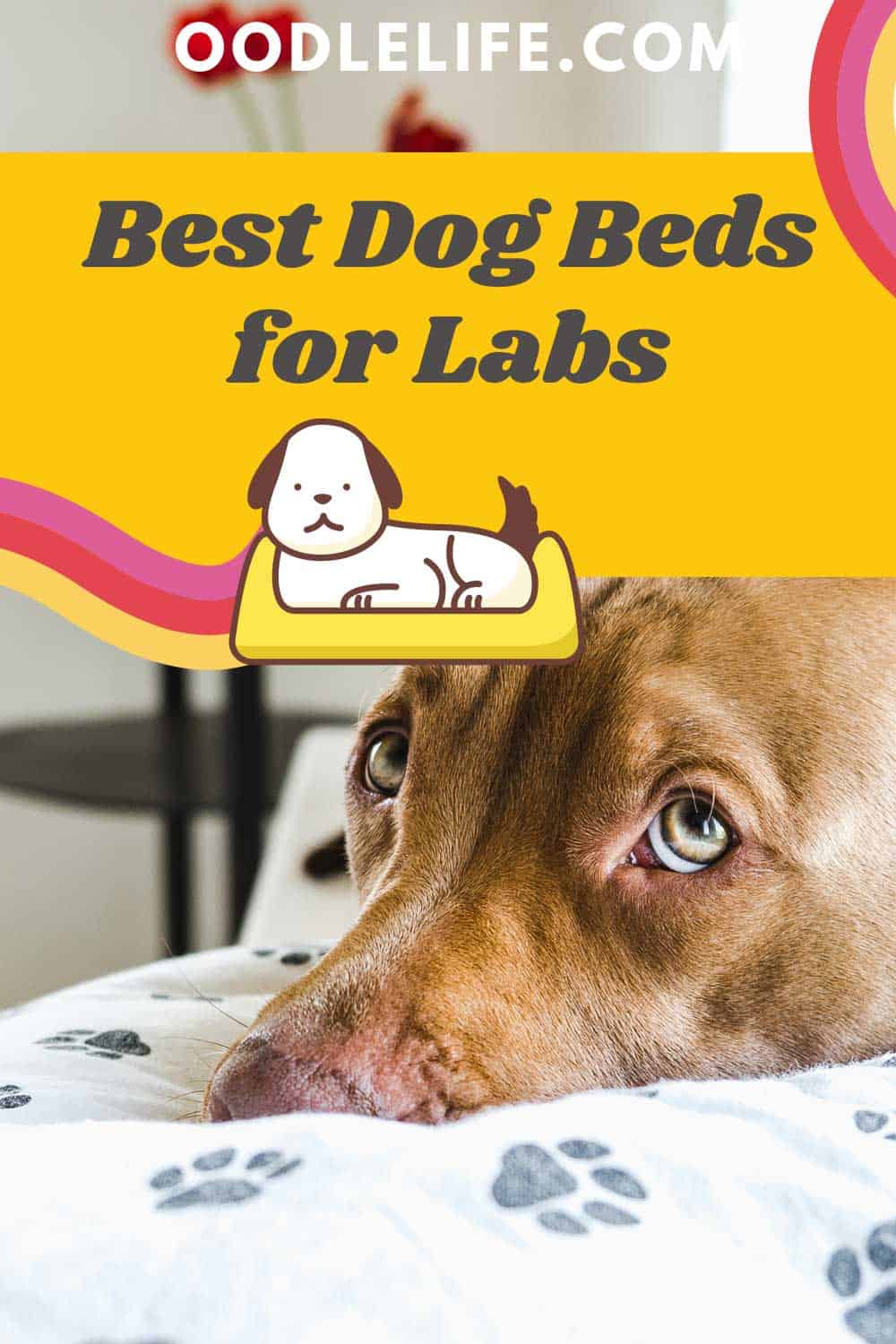 Best Dog Beds For Labs [5 Top Labrador Dog Beds] OodleLife®