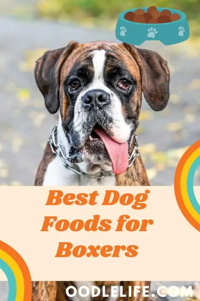 the best dog food for boxers