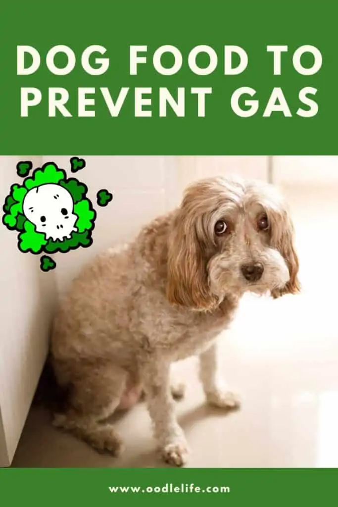 info graphic for Pinterest with smelly dog thinking about best dog food to prevent gas