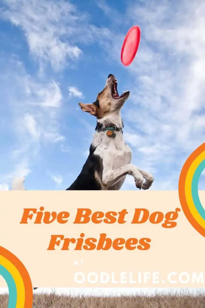 a dog jumps at one of the best dog frisbees