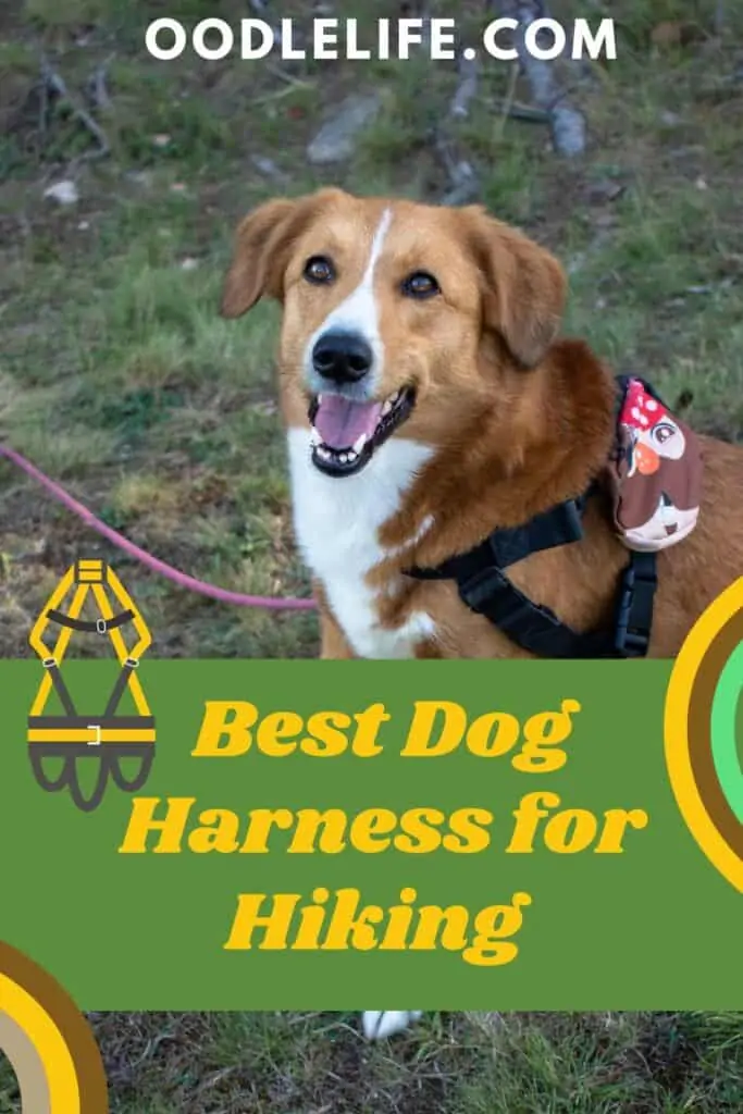 BEST DOG HARNESS FOR HIKING DOG SMILING