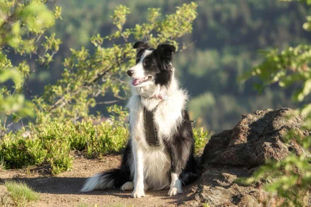 are collies safe with cats