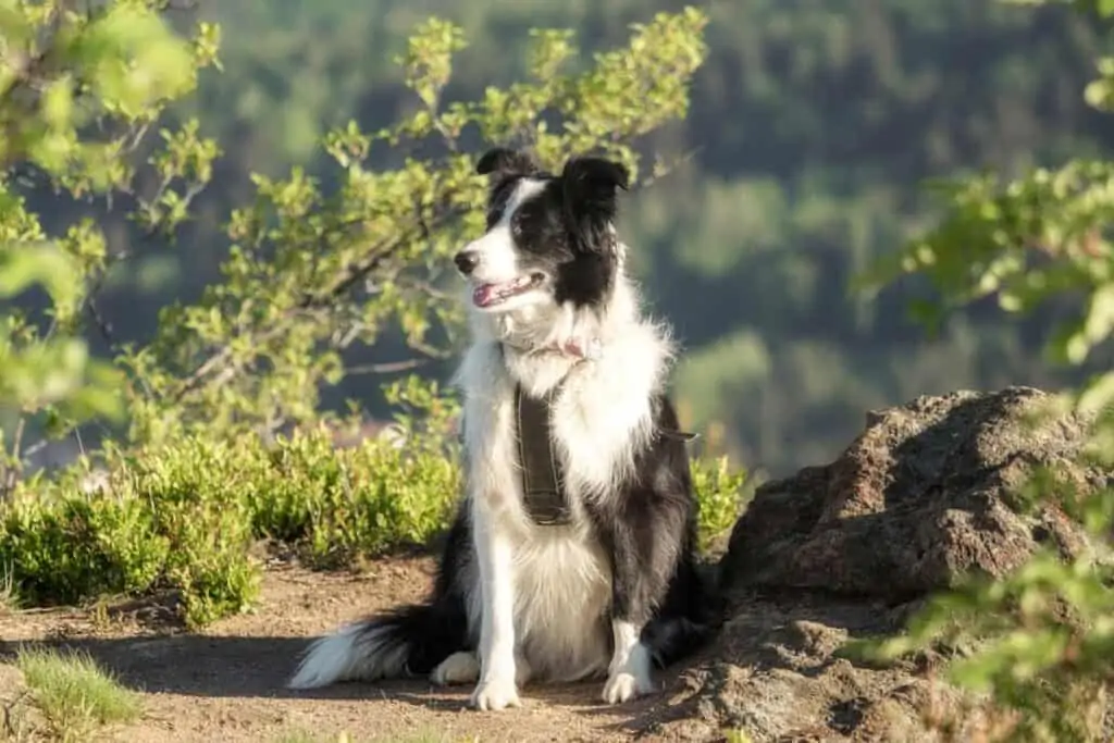 Border Collie on a hike sits on the ground