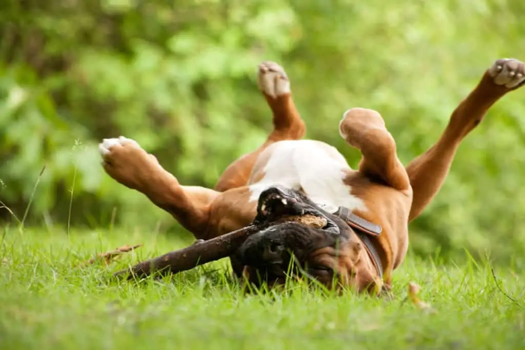 boxer dog rolling in grass with a stick