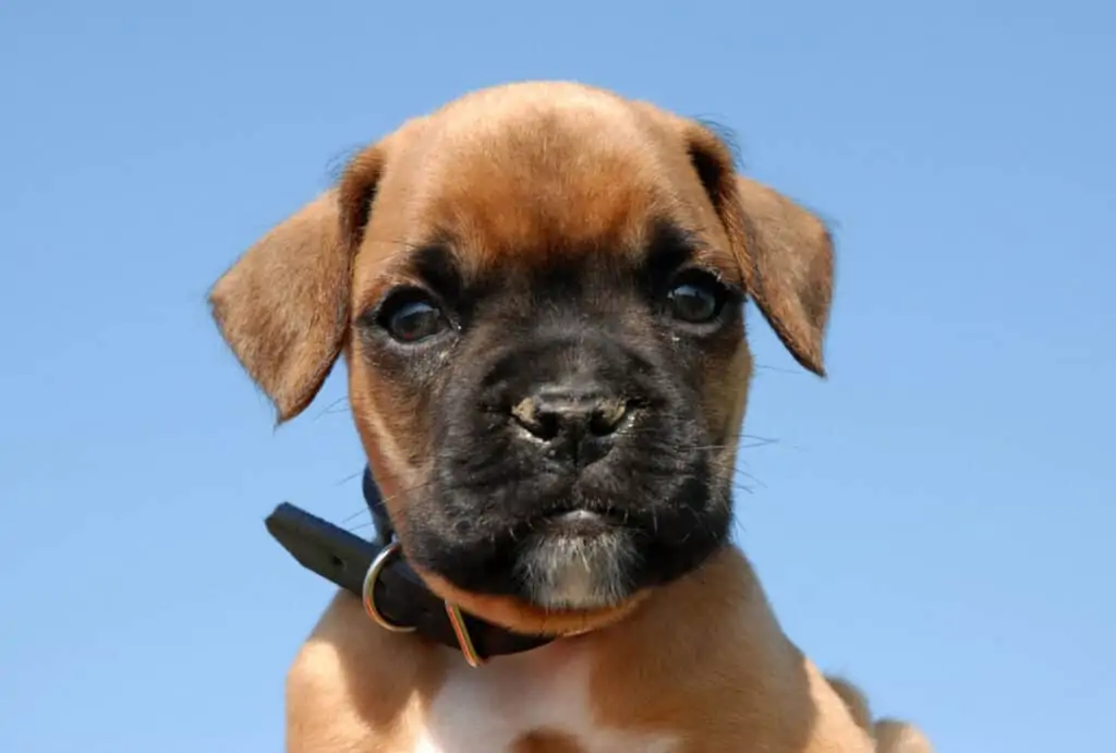 a boxer puppy in front of a blue sky