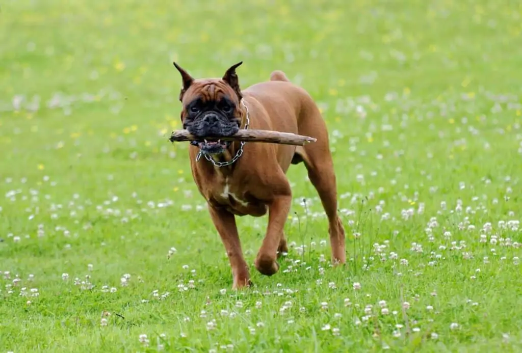 boxer dog with stick running on grass