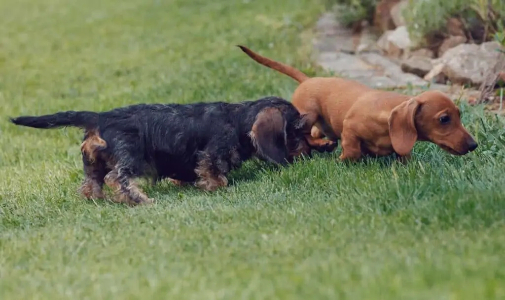 brown haired daschunds