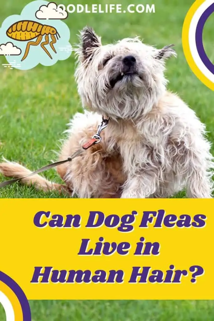 can dog fleas live in human hair
