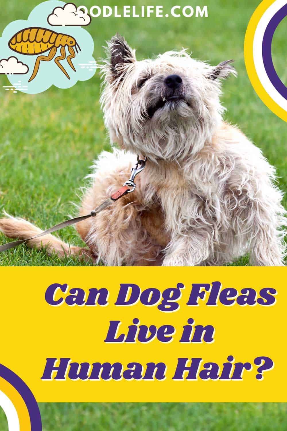 Can Dog Fleas Live In Human Hair? (5 Simple Tips) Oodle Life