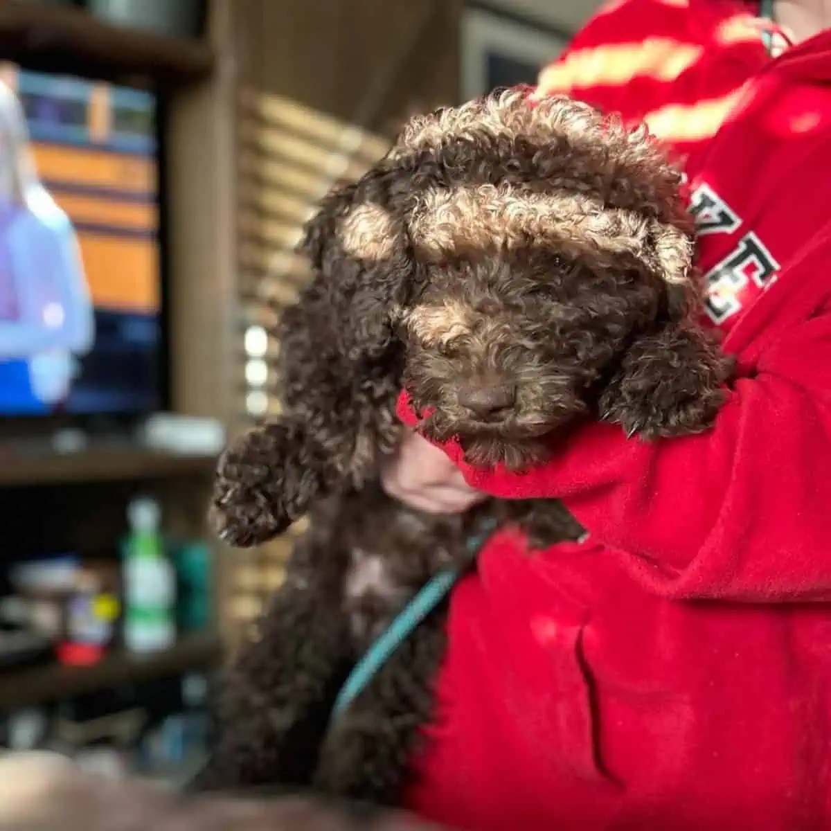 carrying Standard Poodle