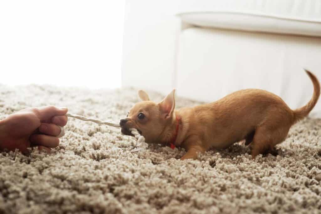 chihuahua playing tug