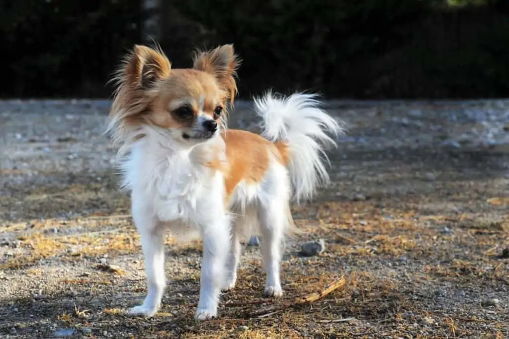 a long haired chihuahua
