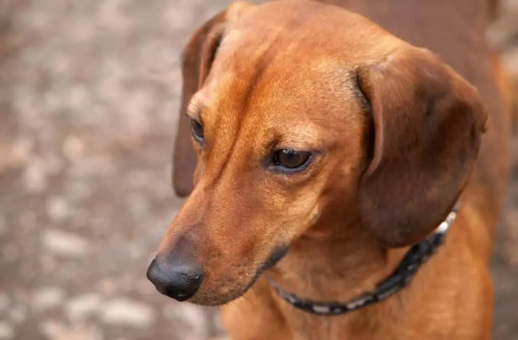 up close short brown dascund face
