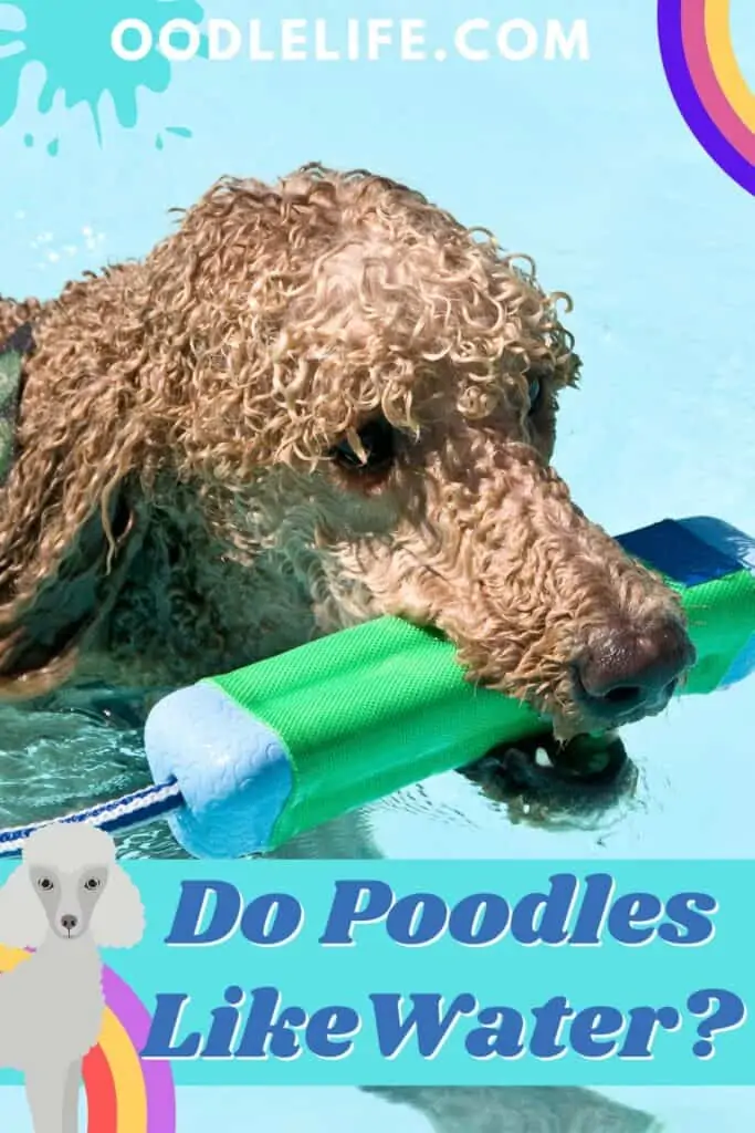 do poodles like water