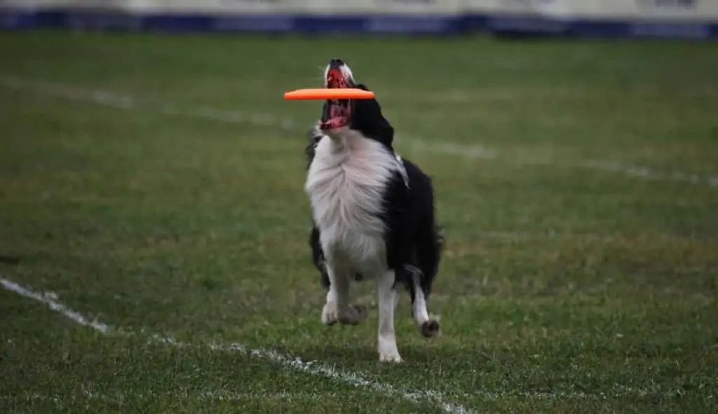 dog demonstrating frisbee catching technique