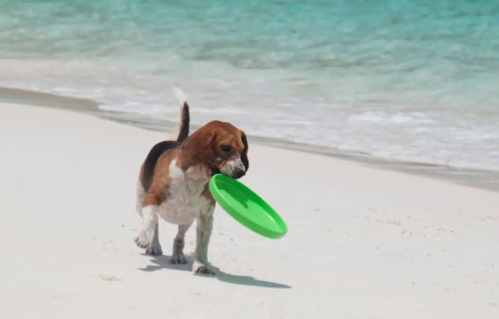 puppy playing frisbee on the beach