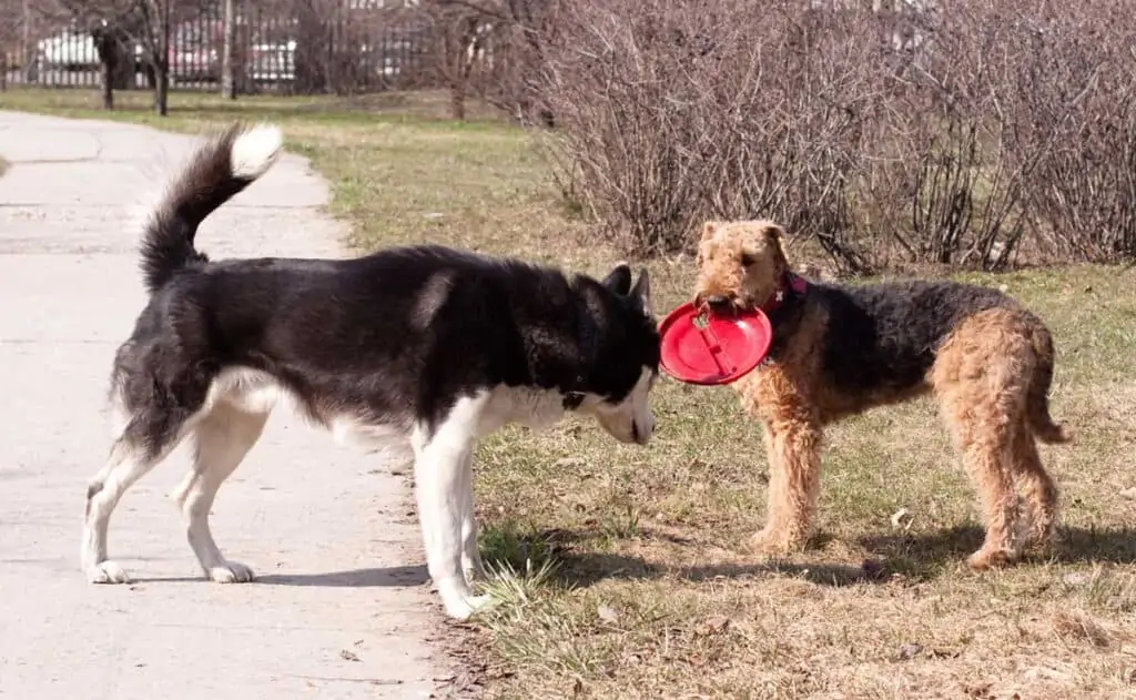 two dogs playing frisbee with each other