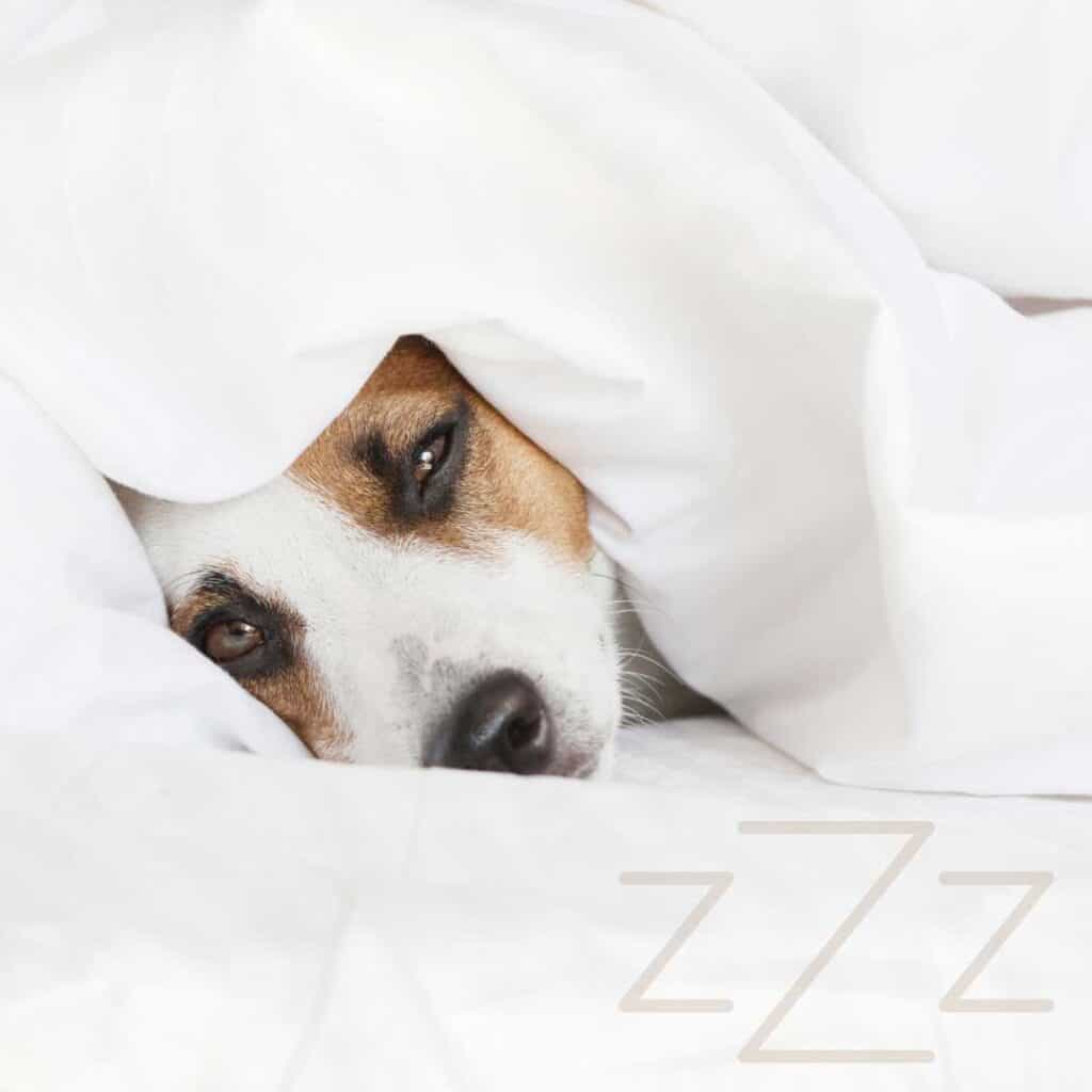 How do I stop my dog from growling when moving? Let’s Explore KeepingDog