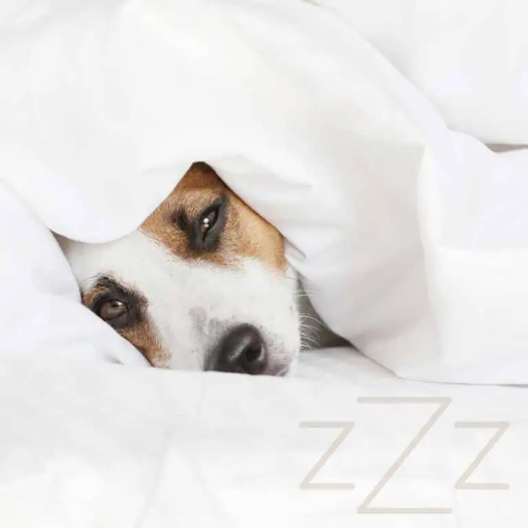 Should I Let My Dog Sleep in My Bed? [Pros and Cons]
