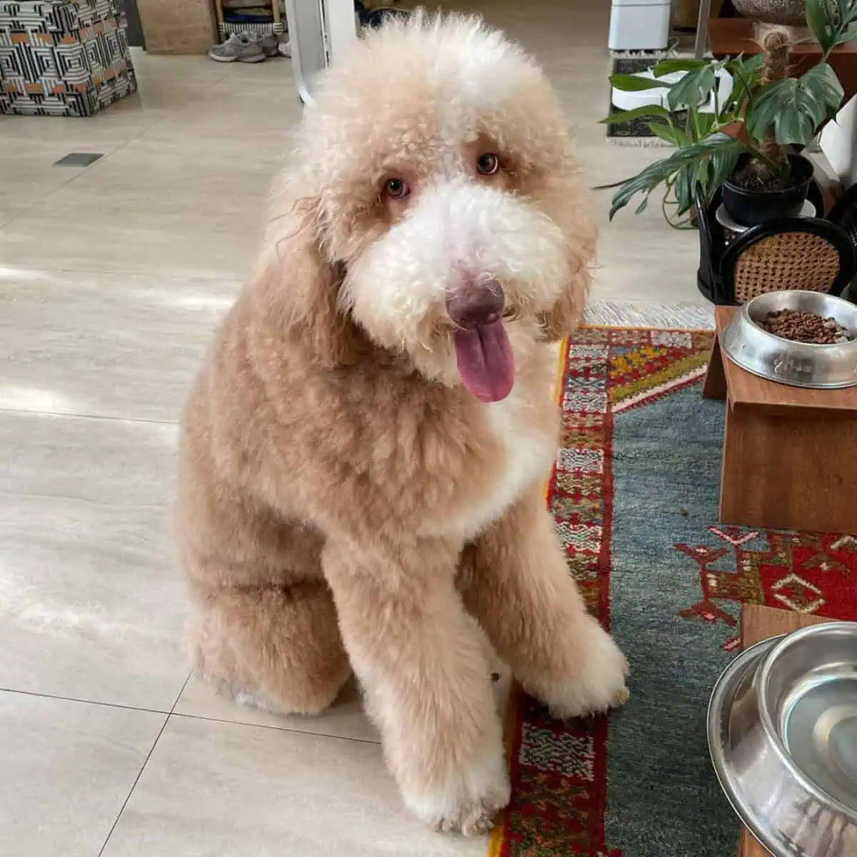 food and water for Poodle