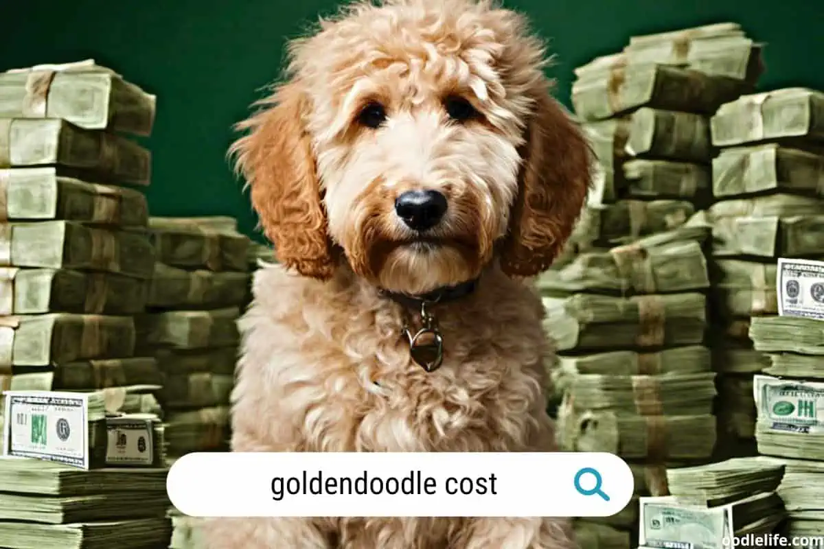 Goldendoodle Cost - the MOST expensive crossbreed?