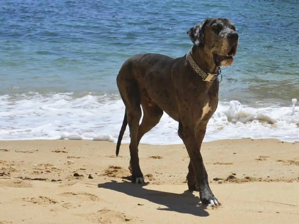 a great dane enjoying a walk on the beach