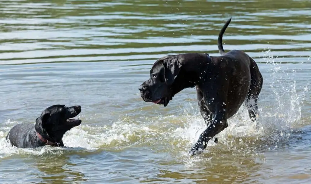 a Great Dane plays in the lake or river water