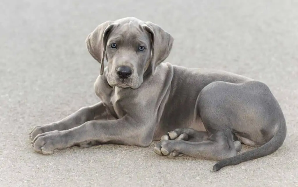 a grey Great Dane puppy sits