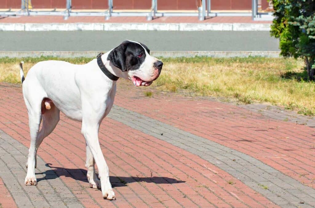 Great Dane walking in a park on pavement