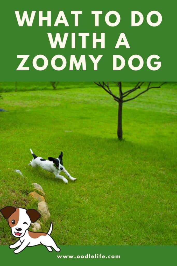 Why Do Dogs Get Bursts Of Energy