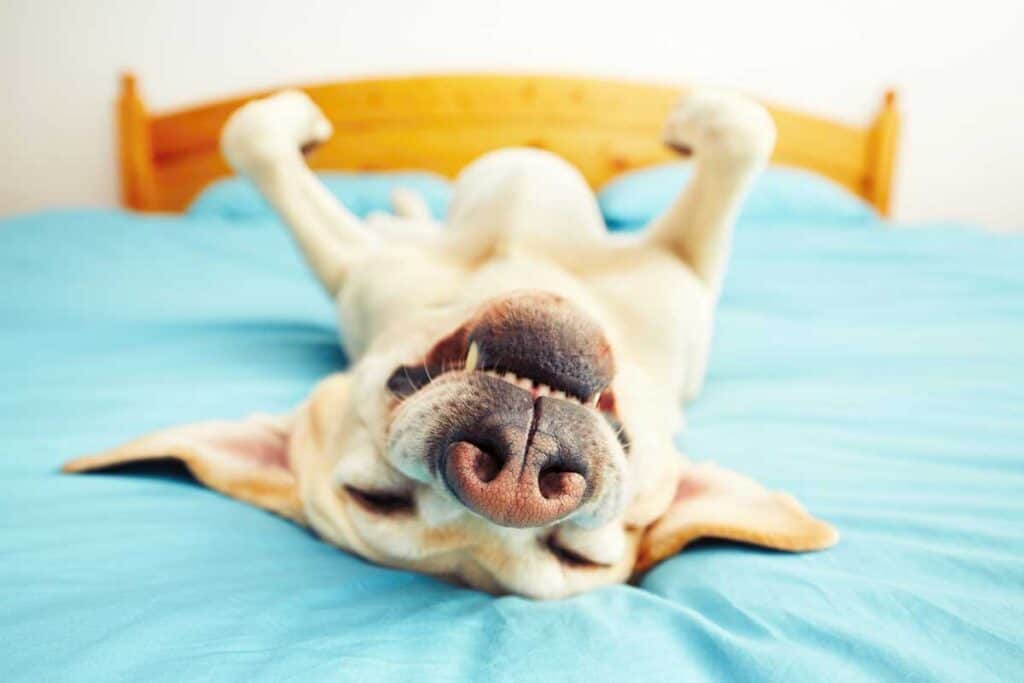 A happy lab dog lays units back